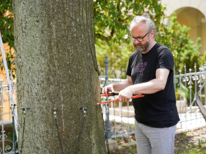 Měření stavu stromů na Masarykově třídě v Liberci