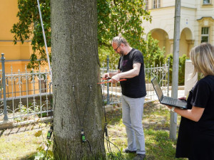 Měření stavu stromů na Masarykově třídě v Liberci