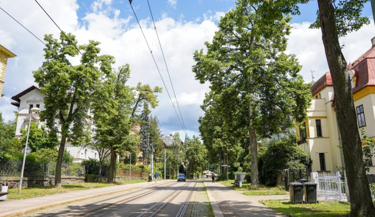 Měření stavu stromů na Masarykově třídě v Liberci