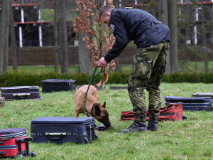 Soutěž psích specialistů na vyhledávání výbušnin a drog