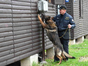 Soutěž psích specialistů na vyhledávání výbušnin a drog