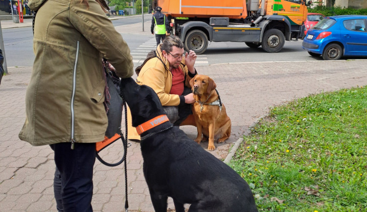 Vodicí psi v ulicích Liberce