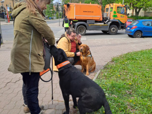 Vodicí psi v ulicích Liberce