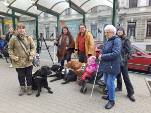 Vodicí psi v ulicích Liberce