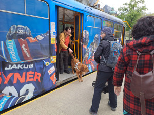 Vodicí psi v ulicích Liberce