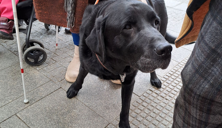 Vodicí psi v ulicích Liberce