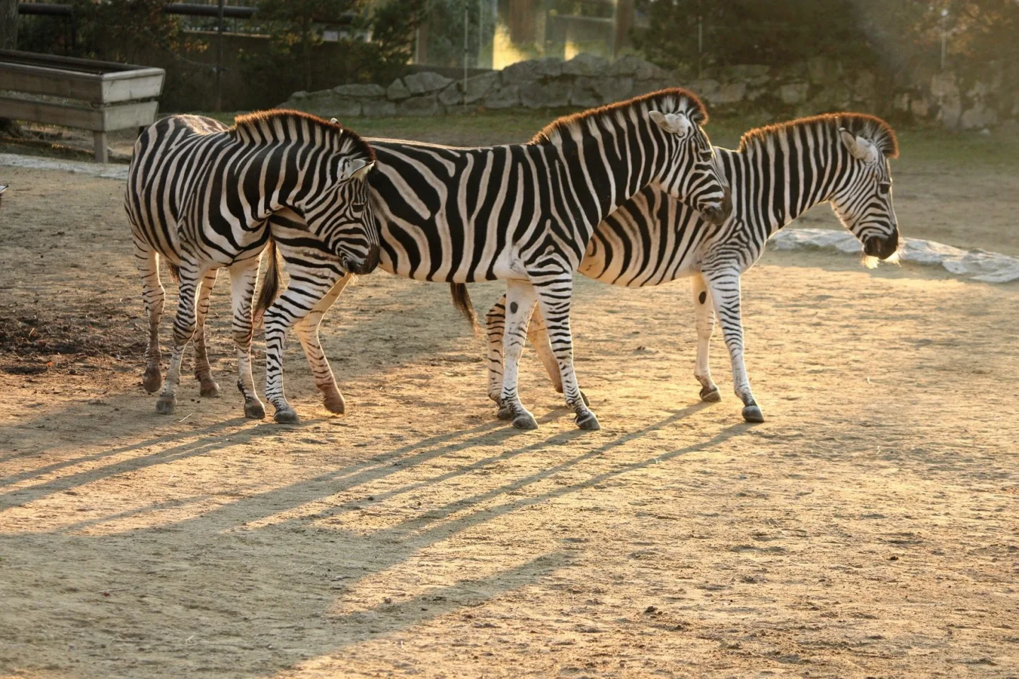 Advent v liberecké zoo