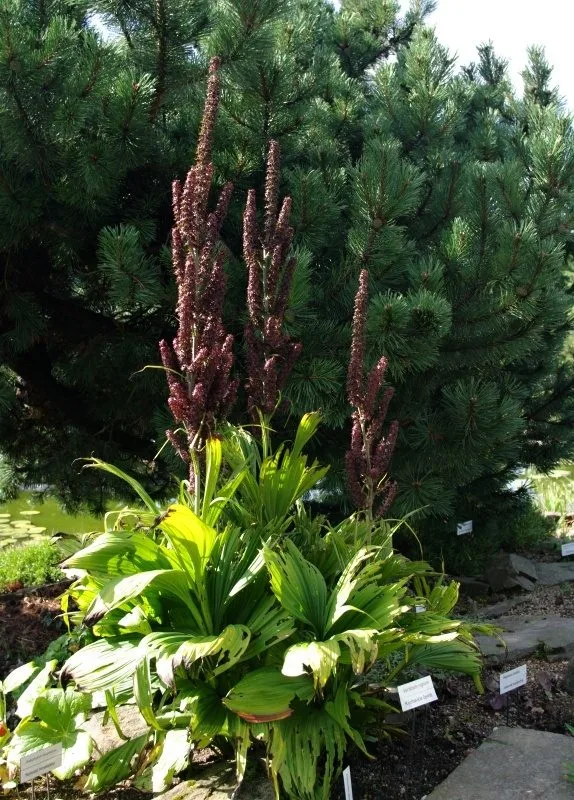 Kýchavice černá. Foto: Botaniliberec.cz