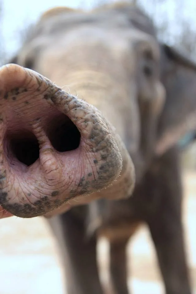 Slonice Rání. Foto: Zoo Liberec