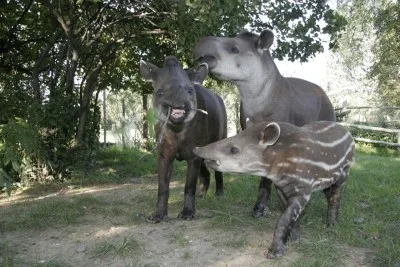 Tapír jihoamerický. Foto: Pražská zoo
