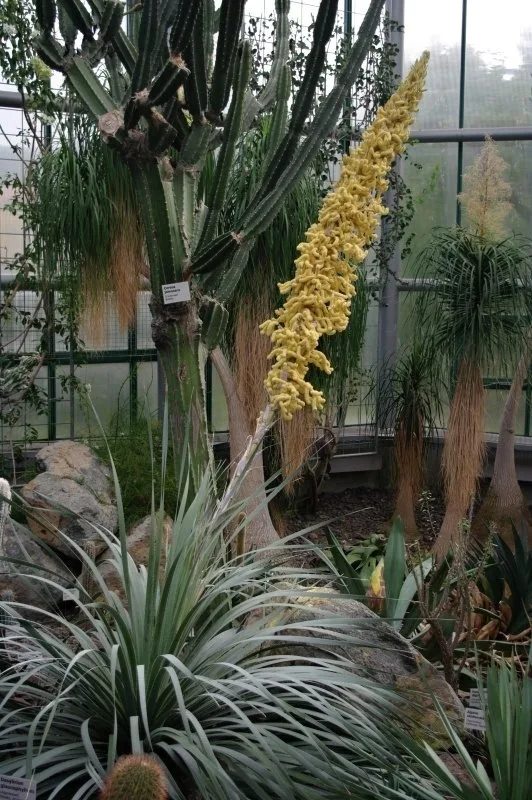 Dasylirion glaucophyllum v liberecké botanické zahradě