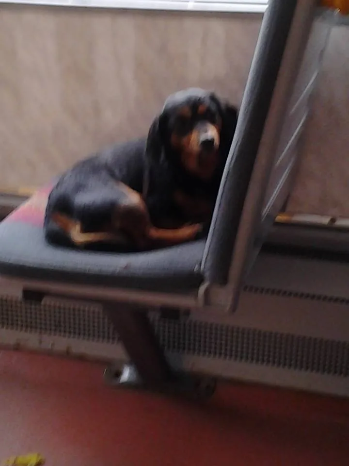 Ztracený kříženec jel tramvají z Jablonec do Liberce. Foto: Facebook