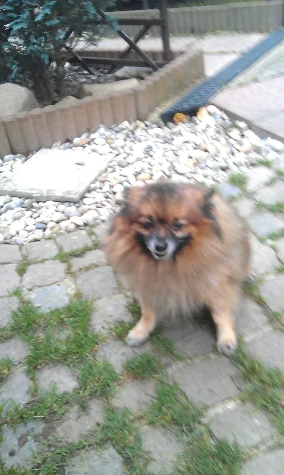 Opuštěný špic.