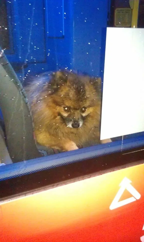 Opuštěný špic.