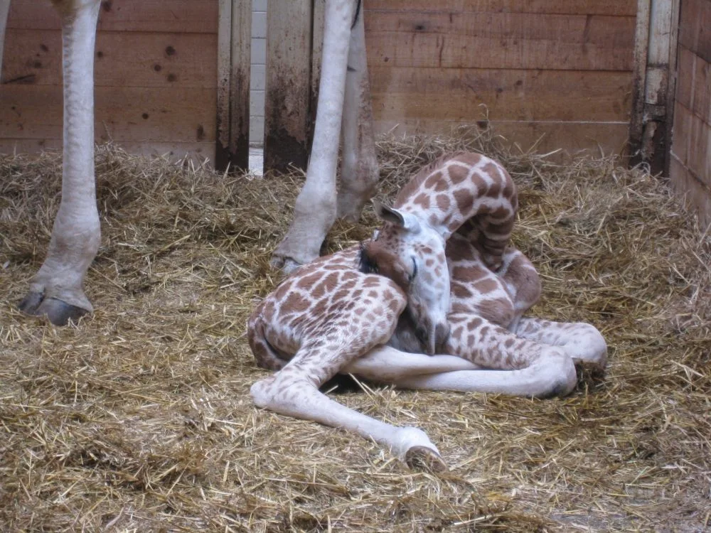 Nový přírůstek liberecké ZOO. Foto: ZOO Liberec