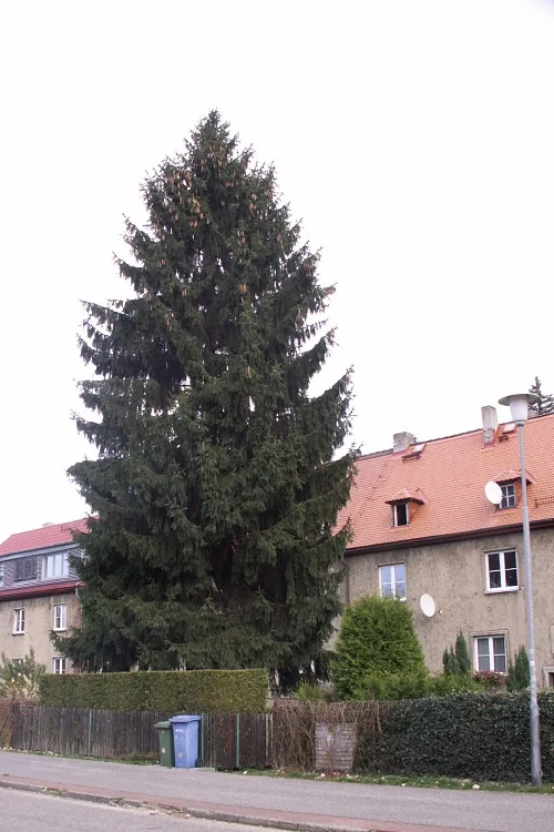 Letošní vánoční strom, který bude stát před libereckou radnicí.