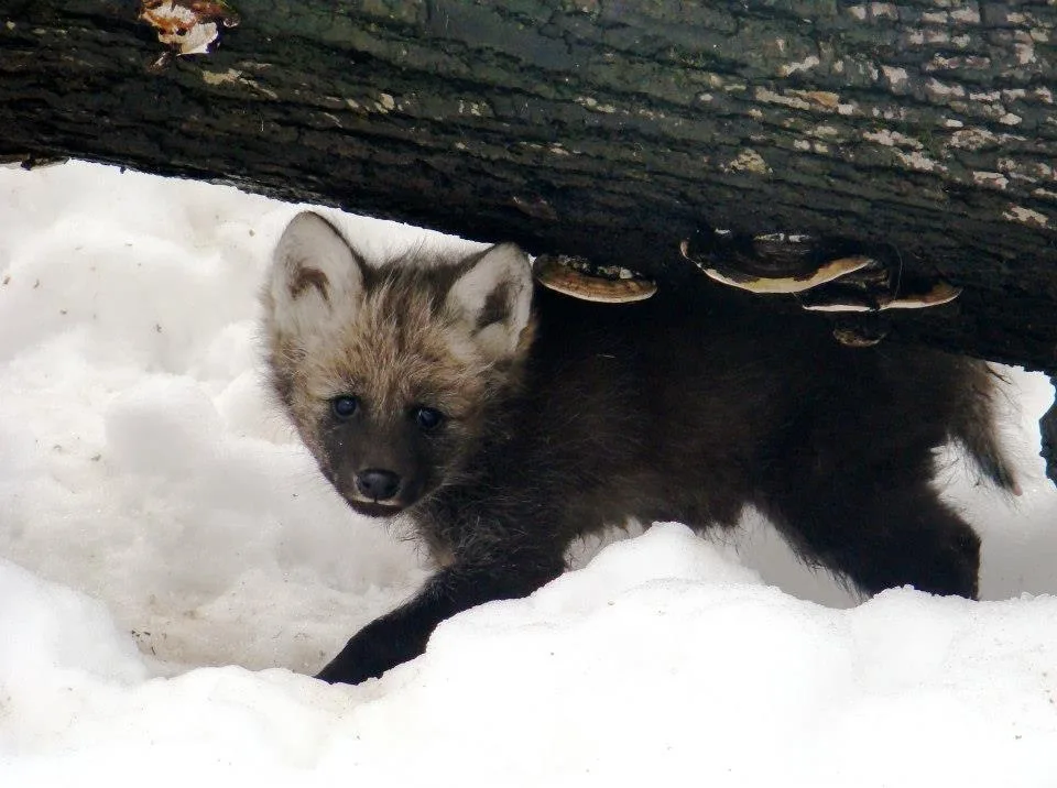 ilustrační foto: ZOO Liberec