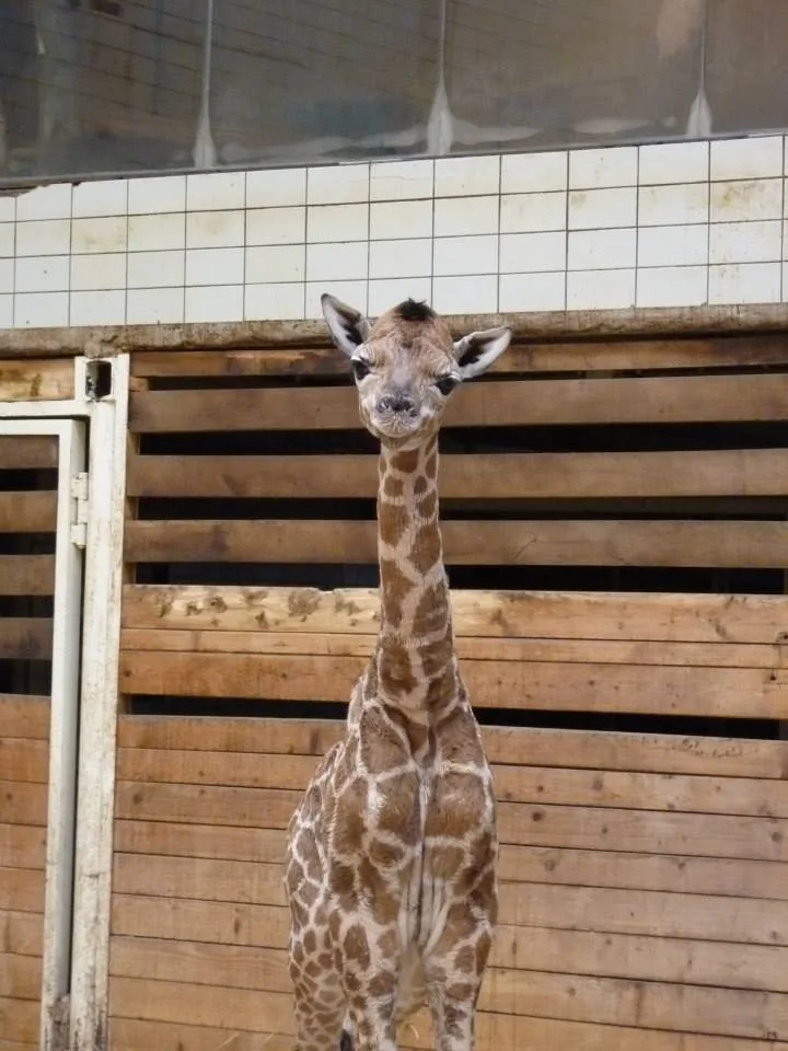 Posledním mládě roku je žirafátko. Foto: ZOO Liberec