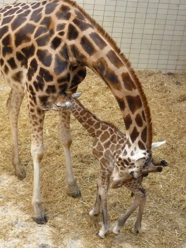 Posledním mládě roku je žirafátko. Foto: ZOO Liberec