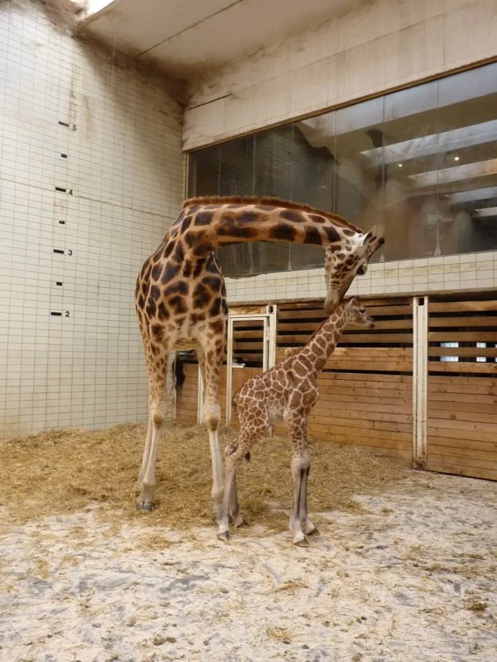 Posledním mládě roku je žirafátko. Foto: ZOO Liberec