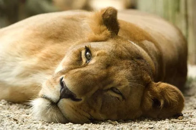 Foto: ZOO Liberec,Tomáš Josel