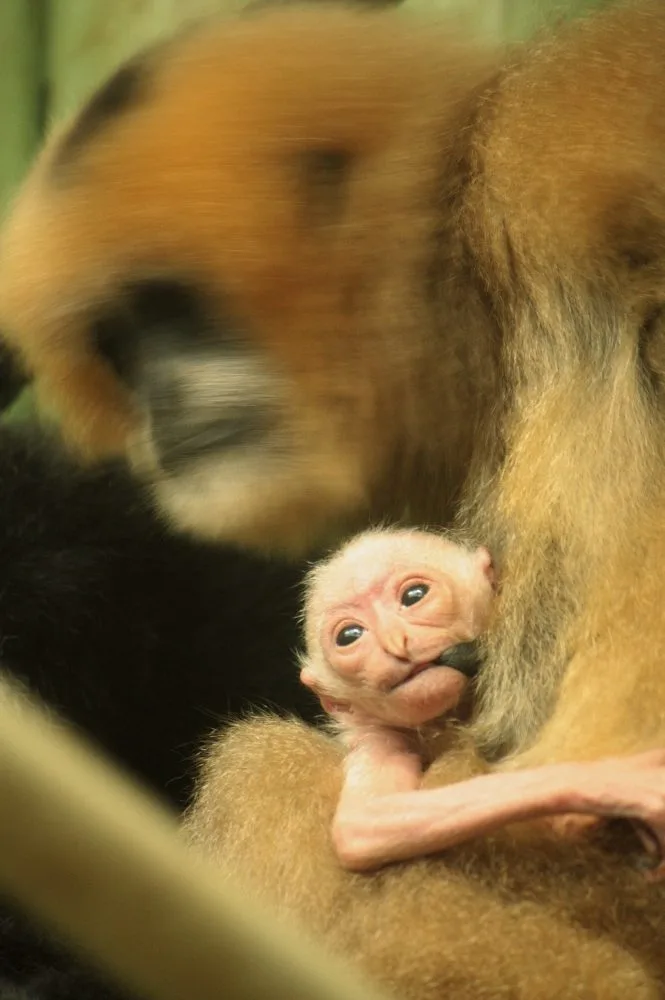 Malý gibon se svou matkou Wen-Wen. Foto: ZOO Liberec