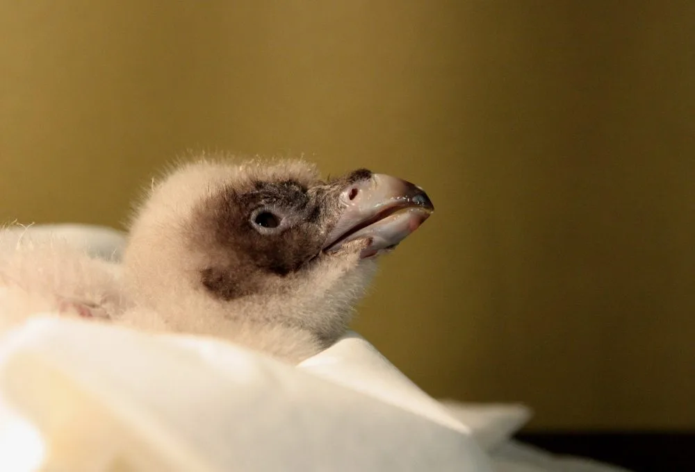 Mládě orlosupa. Foto: ZOO Liberec
