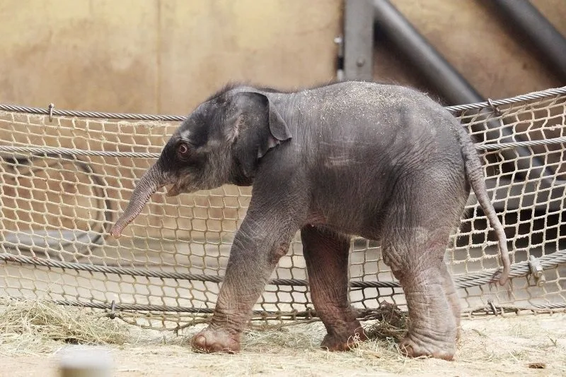 Malé slůně bojuje o život. Foto: ZOO Ostrava