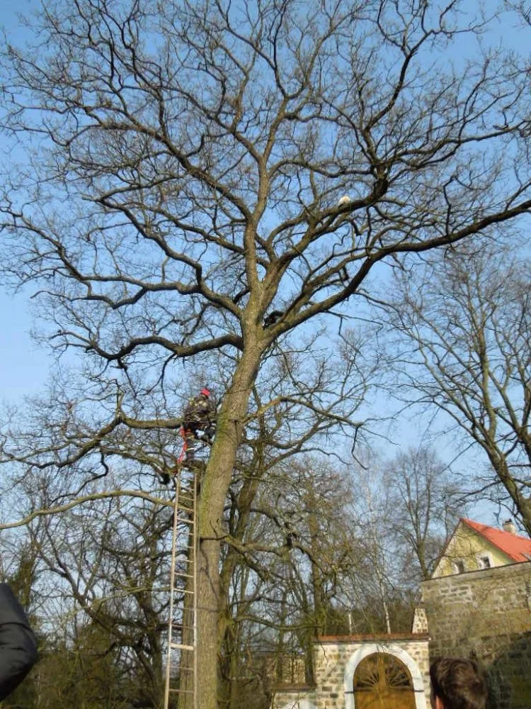 Kočka na stromě strávila pět dní. Foto: HZSLK