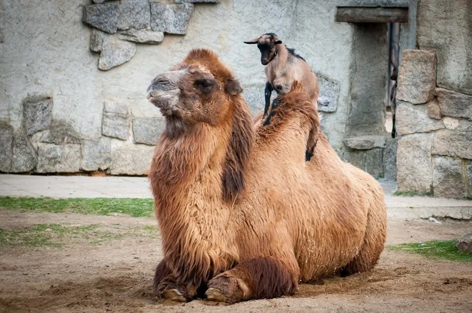 Liberecká zoologická zahrada se probudila ze zimního spánku. Foto: František Stein