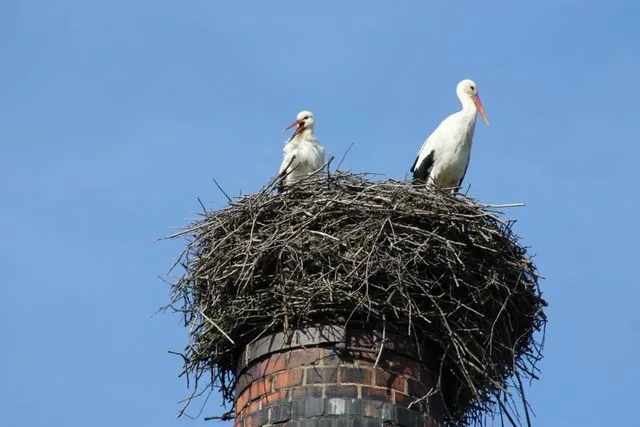 Čapí rodinka je zpět na komíně u rybníka v Osečné. Foto: Město Osečná