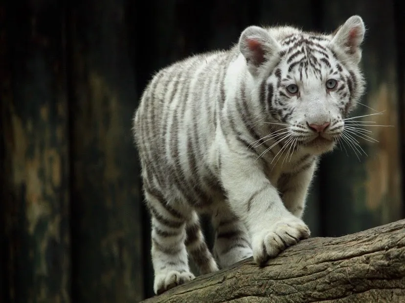 Ilustrační foto: ZOO Liberec