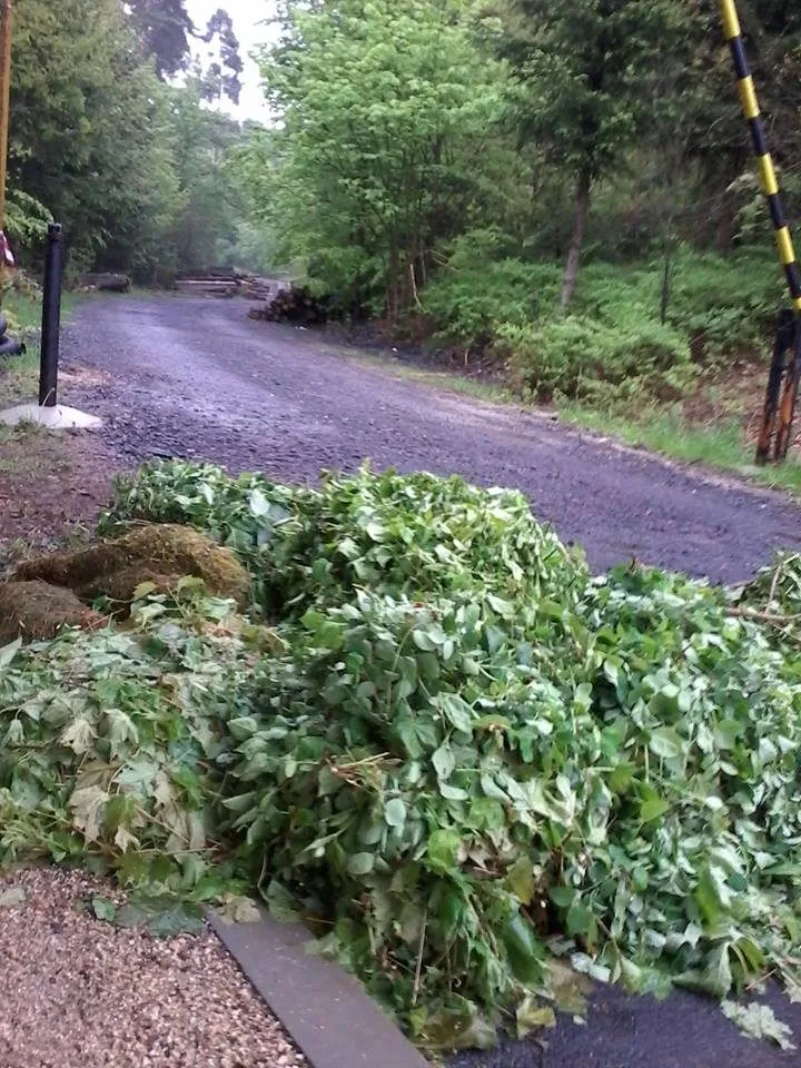 Odpad někdo pravidelně hází na stejné místo. Foto: Městské lesy