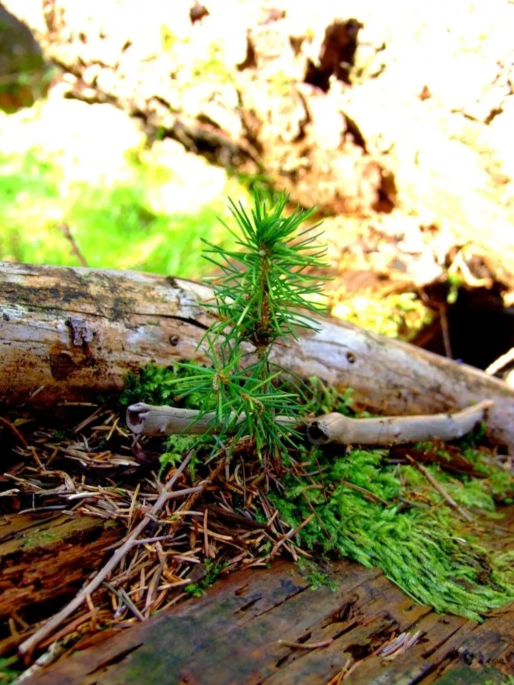 Ilustrační foto: Městské lesy Liberec