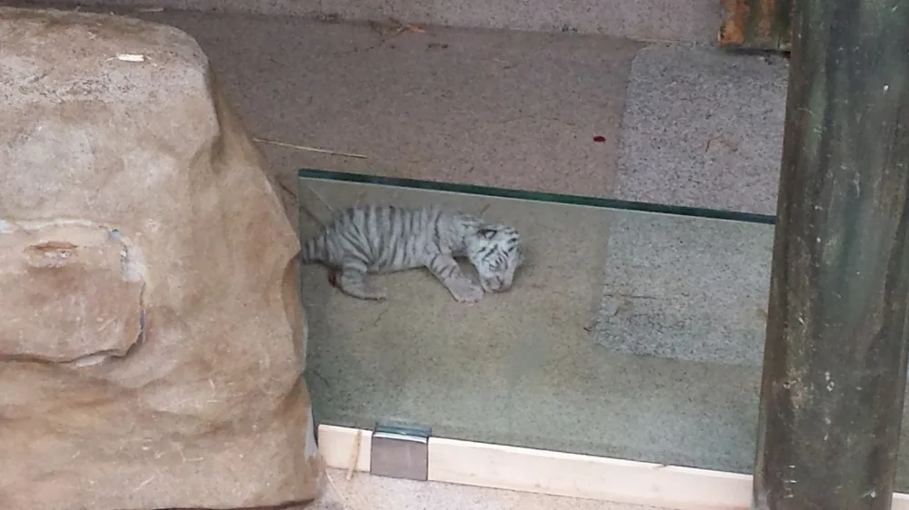 Malá bílá tygřice nepřežila. Tady je na fotce krátce po porodu. Foto: ZOO Liberec