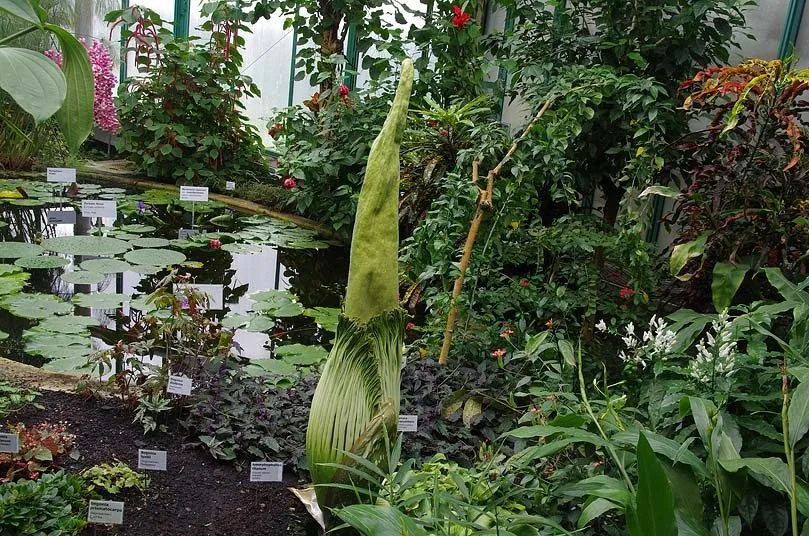 Zmijovec titánský. Foto: Botanická zahrada Liberec