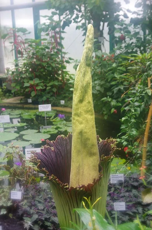 Rozkvétající zmijovec titánský. Foto: Botanická zahrada Liberec