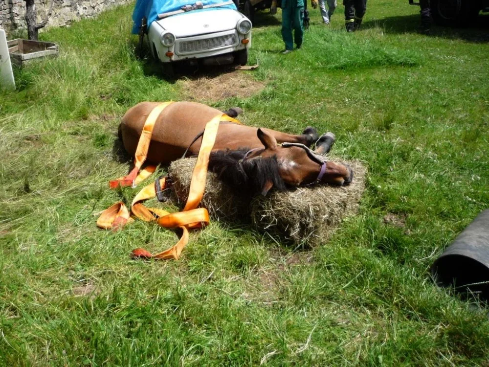 Koně musel zvednout až traktor. Foto: HZSLK