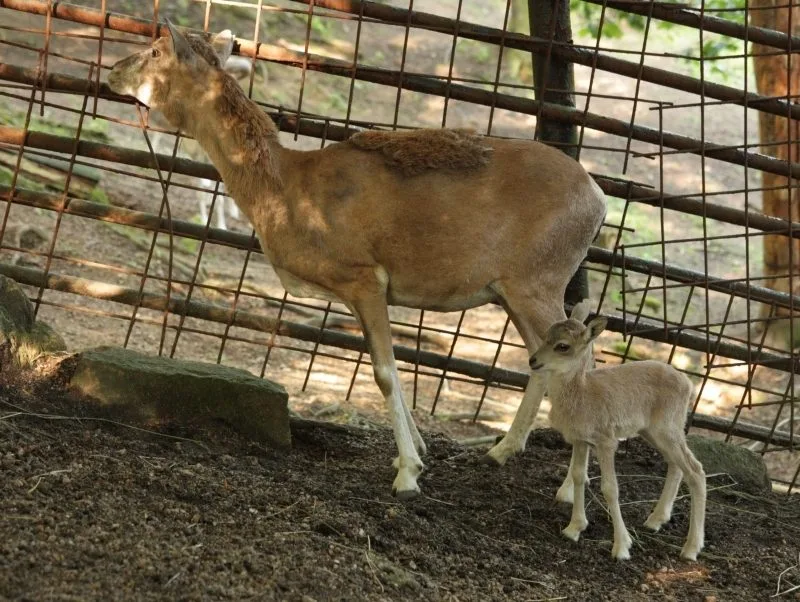 Urial bucharský. Foto: ZOO Liberec