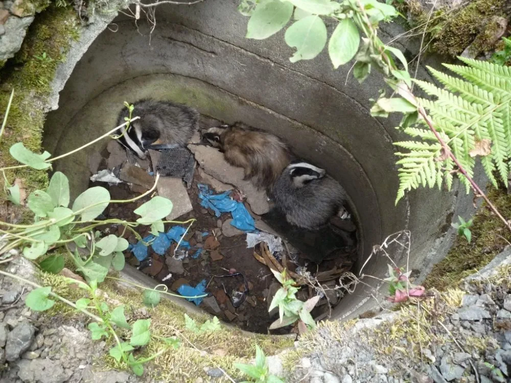 Trojici jezevců vysvobodili až hasiči. Foto: HZSLK