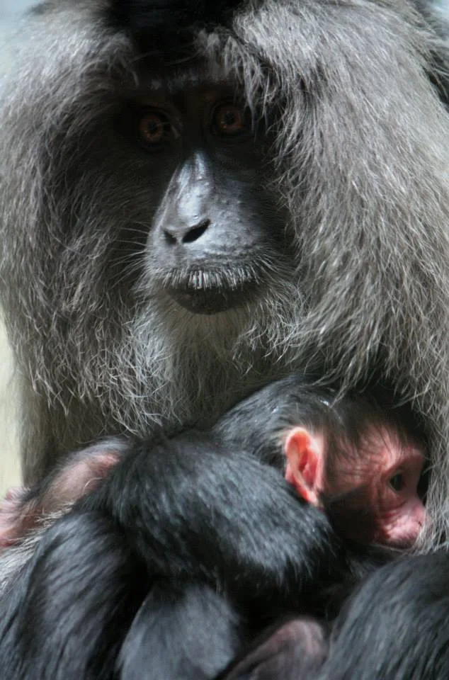 Ilustrační foto: ZOO Liberec