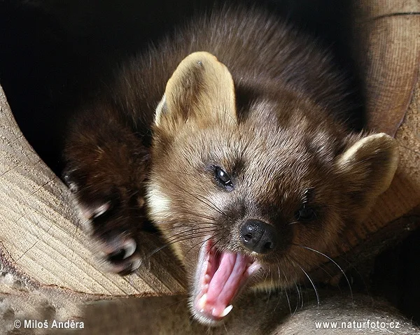 Ilustrační foto: Naturfoto.cz