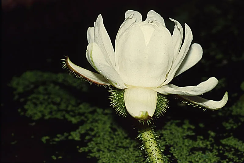 Ilustrační foto: Botanická zahrada Liberec