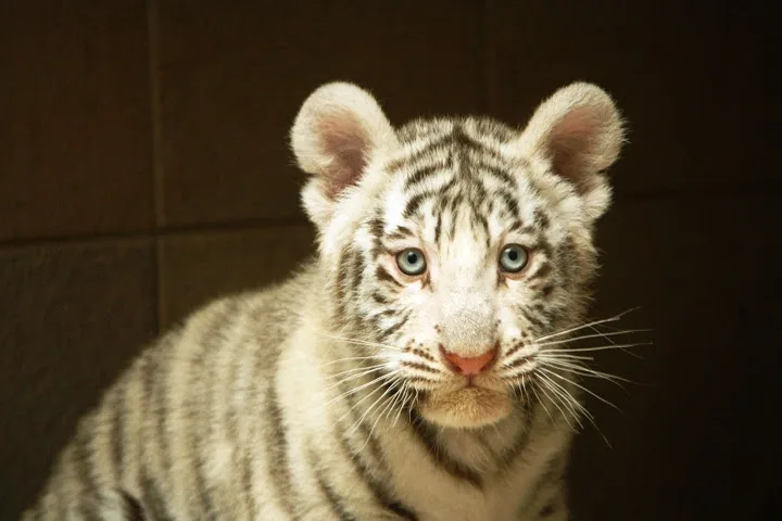 Ilustrační foto: ZOO Liberec