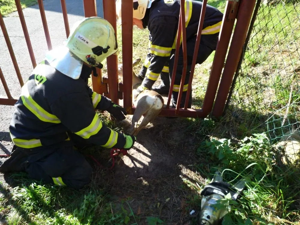 Srnku zaklíněnou v plotě pivovaru zachránili hasiči. Foto: HZSLK