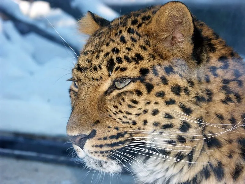 Levhart. Foto: ZOO Liberec