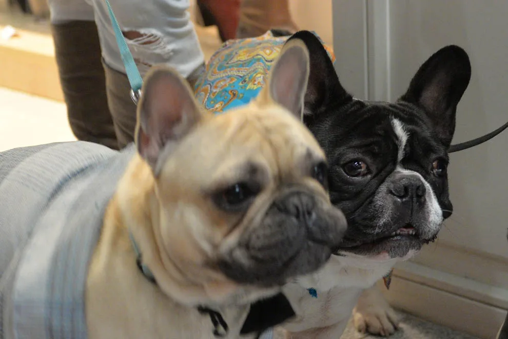 Foto: Jaroslav Appeltauer