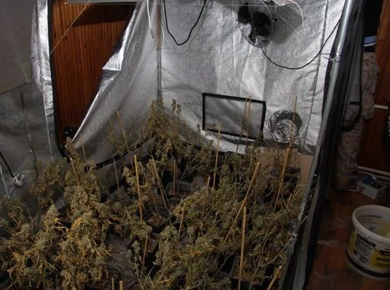 Muž si doma pěstoval více než stovku rostlin konopí. Foto: Policie ČR