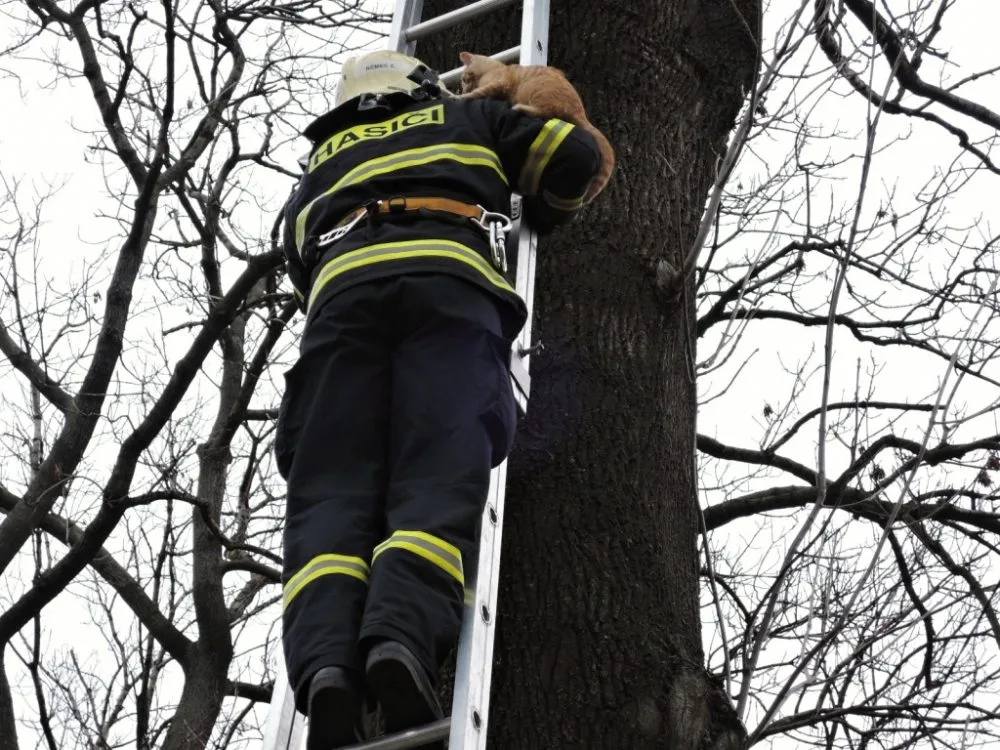 Kotě čekalo na hasiče na stromě v osmi metrech. Foto: HZSLK