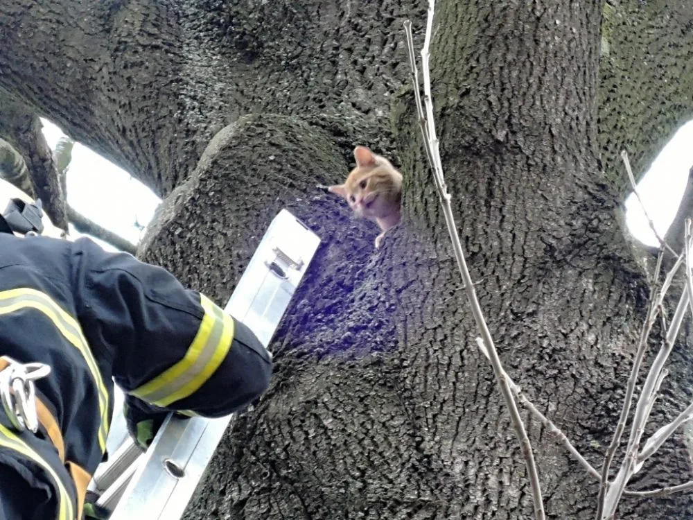 Kotě čekalo na hasiče na stromě v osmi metrech. Foto: HZSLK